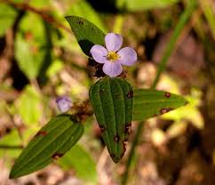 Image result for Antherotoma naudinii