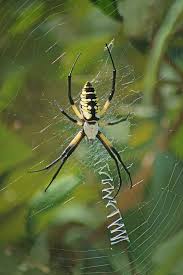 We did not find results for: Yellow Garden Spider Photograph By Nikolyn Mcdonald