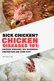 Raising backyard chickens has gone from country bumpkin status to hipster chic. Keep Your Chickens Healthy And Safe With These Top Tips To Diagnose Chicken Diseases Chickens Backyard Chickens Backyard Farming