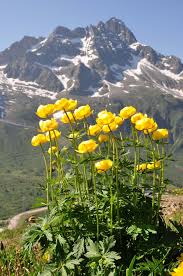 Vi basterà scegliere una varietà che non ha bisogno di un'esposizione diretta ai raggi solari. Trollius Europaeus Botton D Oro Europaische Trollblume Boule D Or Navadna Pogacica Globe Flower Ranunculaceae Beautiful Gardens Globe Flower Beautiful Nature