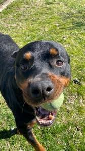 In pomfret center, ct on petfinder. Dogs For Adoption Near Stamford Ct Petfinder