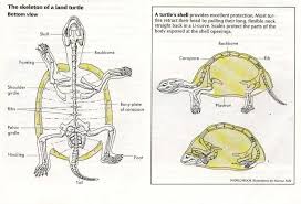 Turtle Skeleton Diagram Turtle Facts Turtle Tortoise Turtle