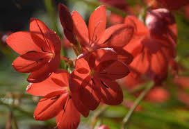 Image result for Hesperantha