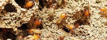 Fipronil is specially designed by biochemists to. How Does Pest Control Kill Termites Abolish Termite And Pest Management