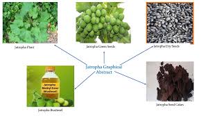 Image result for Jatropha curcas