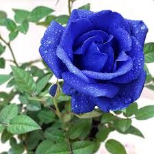 Water every single one and then time travel a day forward. Blue Rose Seeds 100 Pcs Unique Roses
