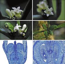 Image result for Pauridiantha dewevrei