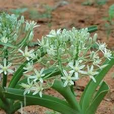 Image result for Ornithogalum seineri
