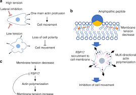 Like a city wall, it surrounds the cell and allows the cell to maintain its environment. An Influenza Derived Membrane Tension Modulating Peptide Regulates Cell Movement And Morphology Via Actin Remodeling Communications Biology