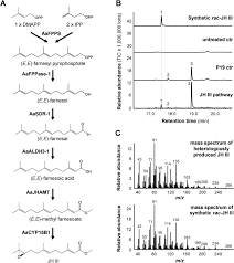Image result for Euclasta condylotricha