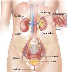 Symptoms Of A Urinary Tract Infection Are Similar In Men Women And Children It Is A Painful Burning S Human Body Organs Body Organs Urinary Tract Infection