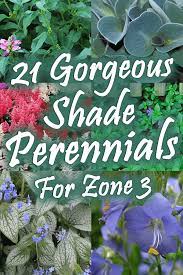 21 Gorgeous Shade Perennials For Zone 3 Garden Tabs Shade Loving Perennials Shade Perennial Garden Shade Loving Shrubs