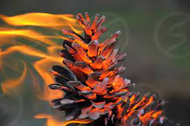 Science experiments with pine cones for kids. Flaming Pine Cones By Nodar Chernishev Photo Stock Snapwire