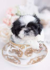 If you are unable to find your shih tzu puppy in our puppy for sale or dog for sale sections, please consider looking thru thousands of shih tzu dogs for adoption. Imperial Shih Tzu Puppies For Sale By Teacups Puppies Boutique Teacup Puppies Boutique