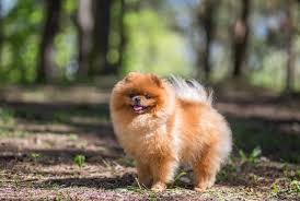 7 Things About The Pomeranian Temperament You Must Know Pomeranian Temperament Pomeranian Colors Pomeranian