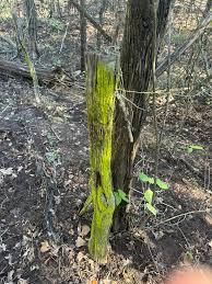 Bois DArc Kingdom added a new photo.