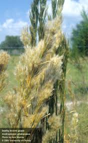 Image result for Andropogon ligulatus