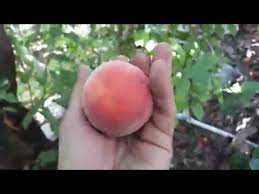 Maybe you would like to learn more about one of these? 3000 Peaches On 1 Tree Florida Prince Peach Youtube