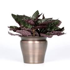 Pinch back the buds to stimulate branching and create a bushier plant. 24 Gorgeous Purple Houseplants Balcony Garden Web