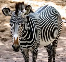 Image result for zebra