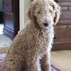 European golden retriever genetics in mini goldendoodle puppies dilutes red coloring to a lighter apricot/golden/cream coloring; 3