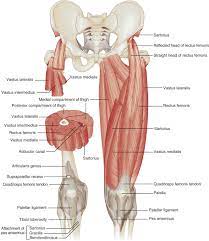 Inspect and palpate all the tendons of the foot. Hip And Thigh Ultrasound Radiology Key