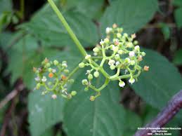 Image result for Cayratia