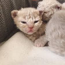 Gratis untuk komersial tidak perlu kredit bebas hak cipta. Wallpaper Kucing Lucu Home Facebook