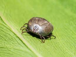 Tick() provides the time in seconds that has passed since 1st of january of 1970. We Have No Idea How Bad The Us Tick Problem Is Wired