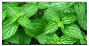 Image result for Pouzolzia guineensis