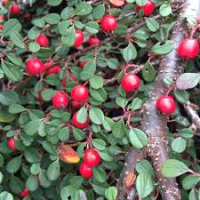 Image result for Cotoneaster