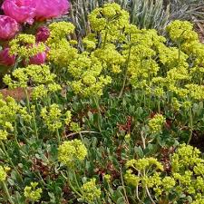 Image result for Eriosema pumilum