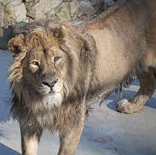 Hybrid Barbary Lions Buscar Con Google African Lion Indian Lion Lion