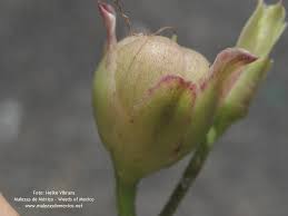 Image result for Merremia verecunda