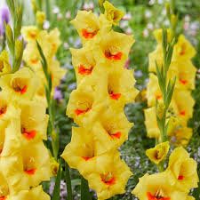 Image result for Gladiolus gregarius