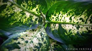 Dieffenbachia Hoduje Rosliny Dieffenbachia Maculata Exotica Plants Plant Leaves Leaves