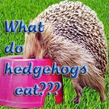 Account Suspended Hedgehog Food Baby Hedgehog Hedgehog