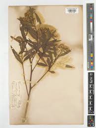 Image result for Psiadia punctulata