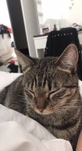 Purrrr Tekir Kediler Kedi Kopek Kedi