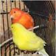 Tauranga Bird Club Night event in Tauranga