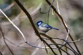 Free Image On Pixabay Animal Forest Wood Green Bird In 2020 Animals Forest Green Bird