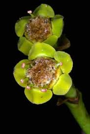 Image result for Euphorbia depauperata