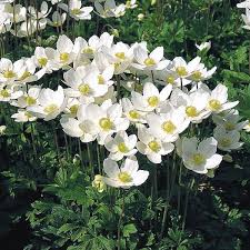Anemone Seeds Perennial Flowers Flowers Perennials White Gardens Anemone