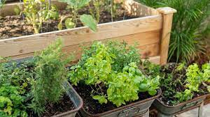 Check spelling or type a new query. Planning And Planting An Herb Garden