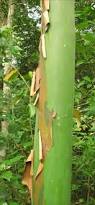 Image result for Eucalyptus torelliana