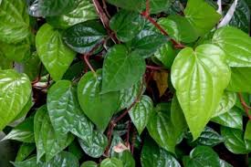 Tapi bagaimana cara menanamnya yang benar? 13 Manfaat Daun Sirih Untuk Kesehatan Plus Cara Tanam Olah