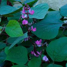 Image result for Lablab purpureus