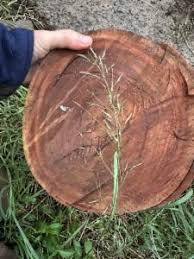 Image result for Eragrostis tenuifolia