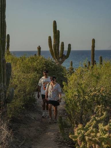 That view tho! 🤩 🌵 This is a cholla cactus, AKA “jumping cholla.” Its barbed spines attach so easily to passing skin/fur/clothing it's like they actually JUMP out at you. And they