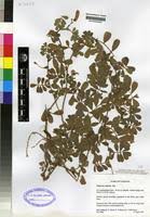 Image result for Tephrosia radicans